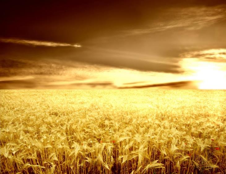 wheatfield