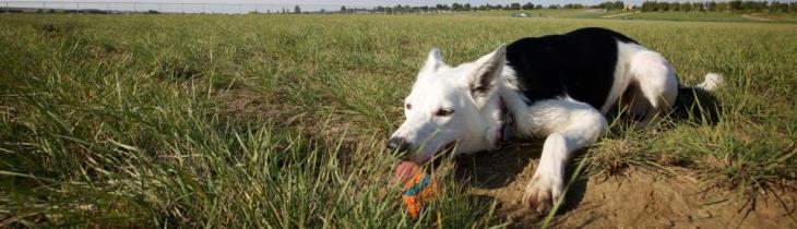 Dog Park crop