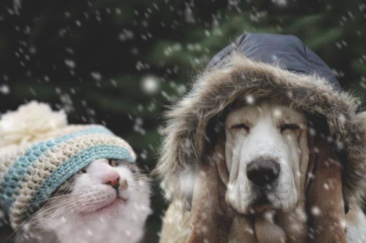 Cold weather Pet Care